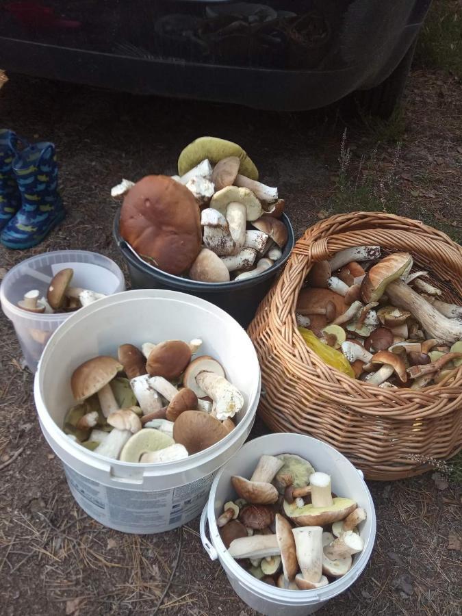 Zacisze Kurpiowskie U Janusza Zalas Exteriör bild